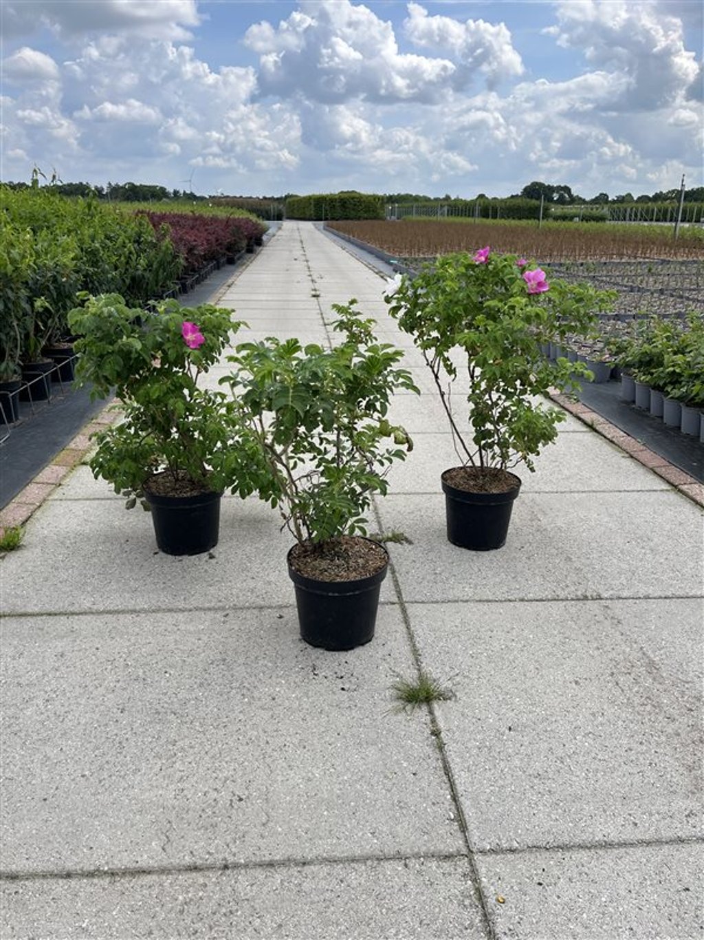 Rosa rugosa - C7.5 40-60 CM